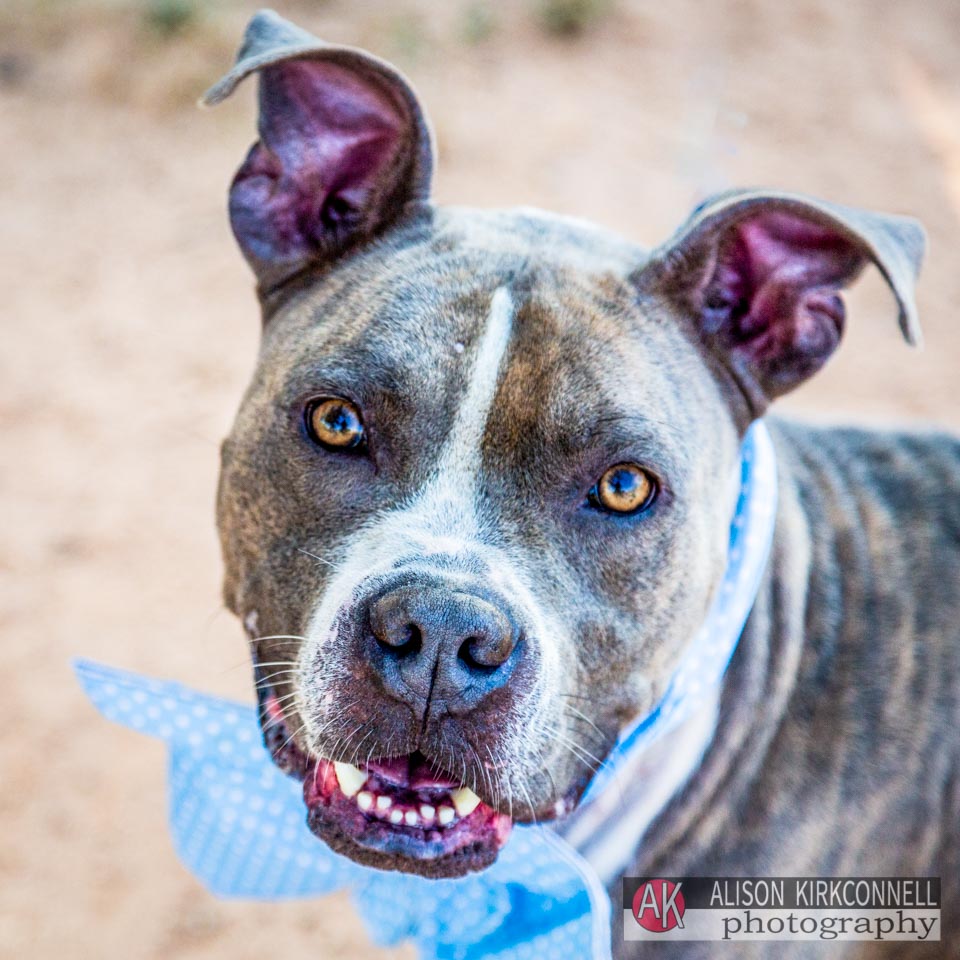 Animal Shelter Dog Portrait- Lake Wylie, South Carolina Photographer