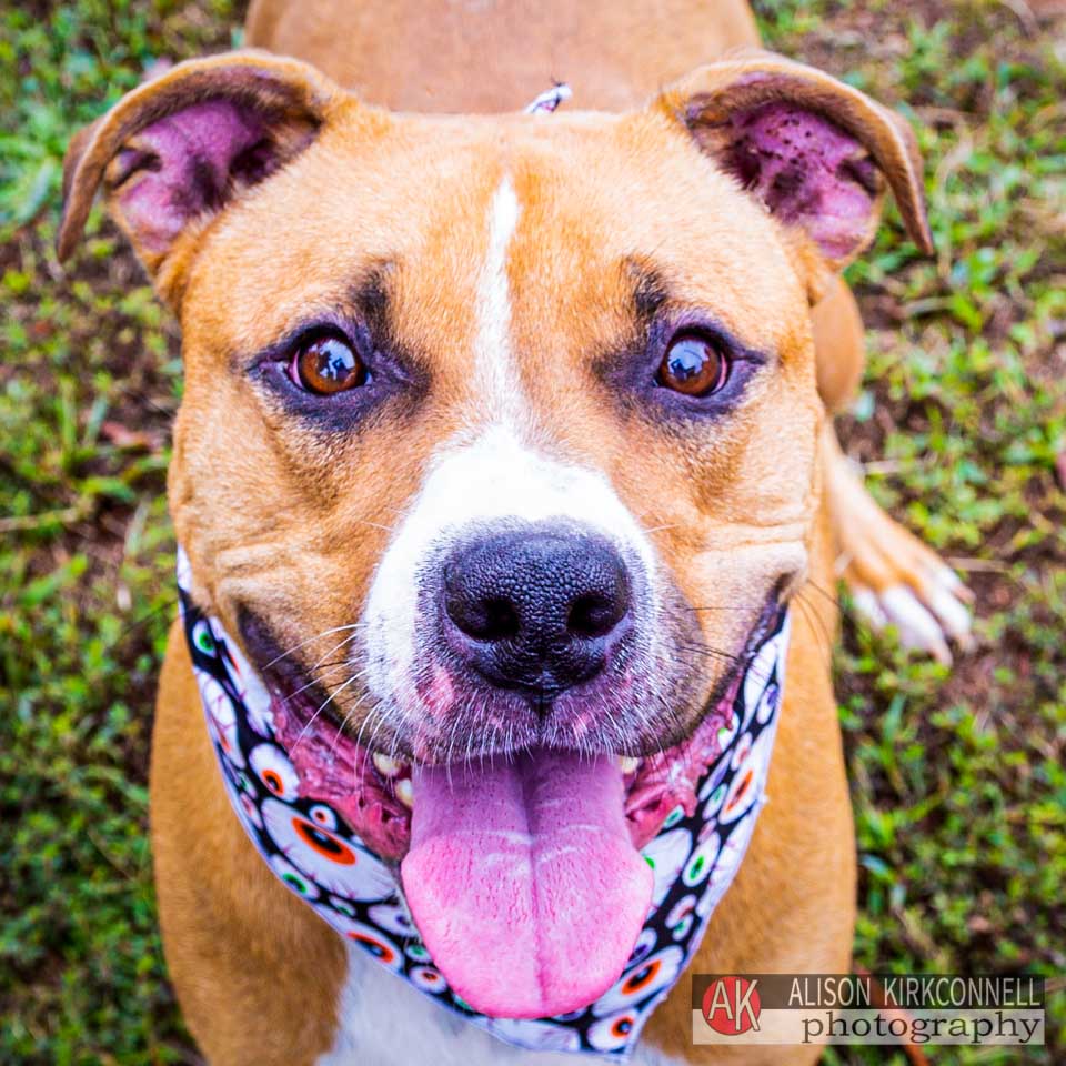Animal Shelter Dog Portrait- Ballantyne Charlotte, North Carolina Photographer