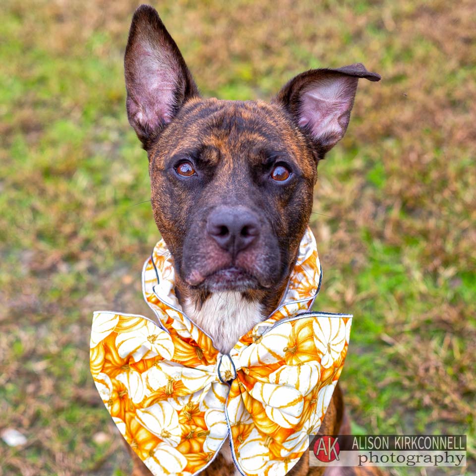 Animal Shelter Dog Portrait- Lake Wylie, South Carolina Photographer