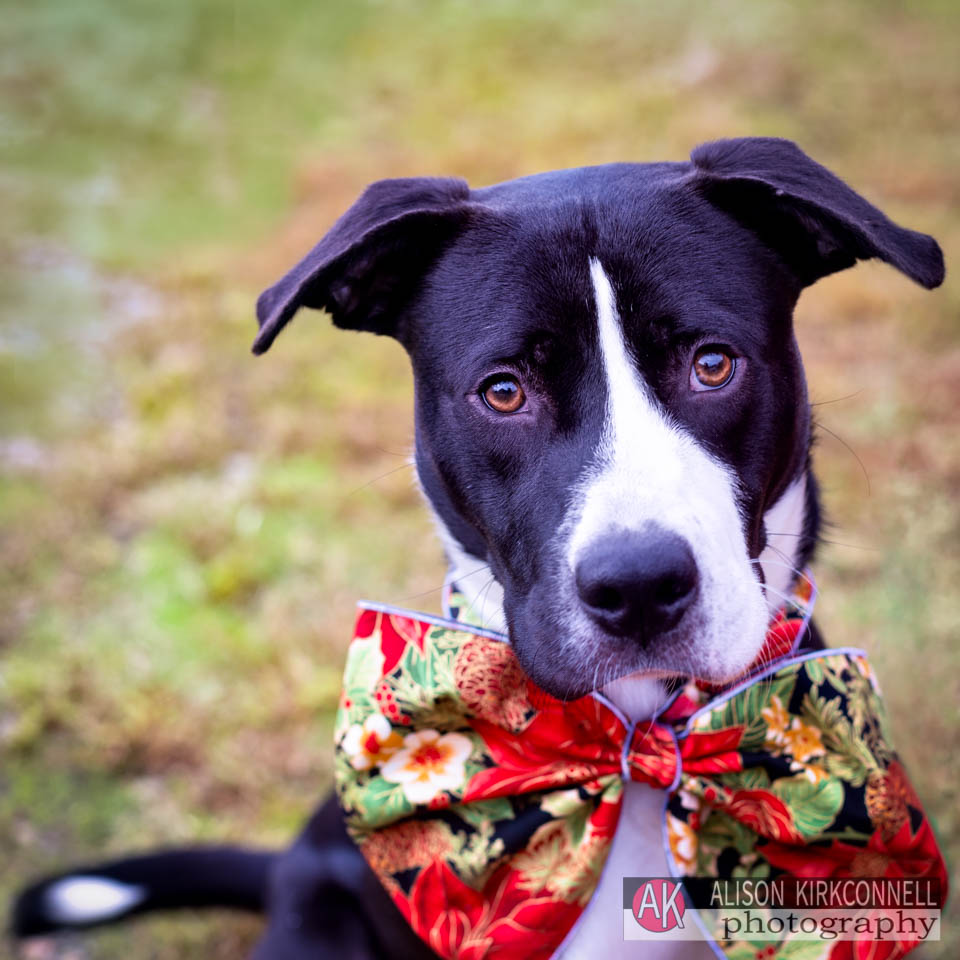 Animal Shelter Dog Portrait- Charlotte, North Carolina Photographer