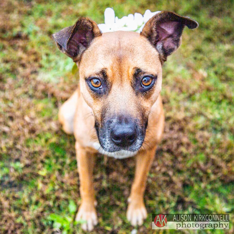 Animal Shelter Dog Portrait- Ballantyne Charlotte, North Carolina Photographer