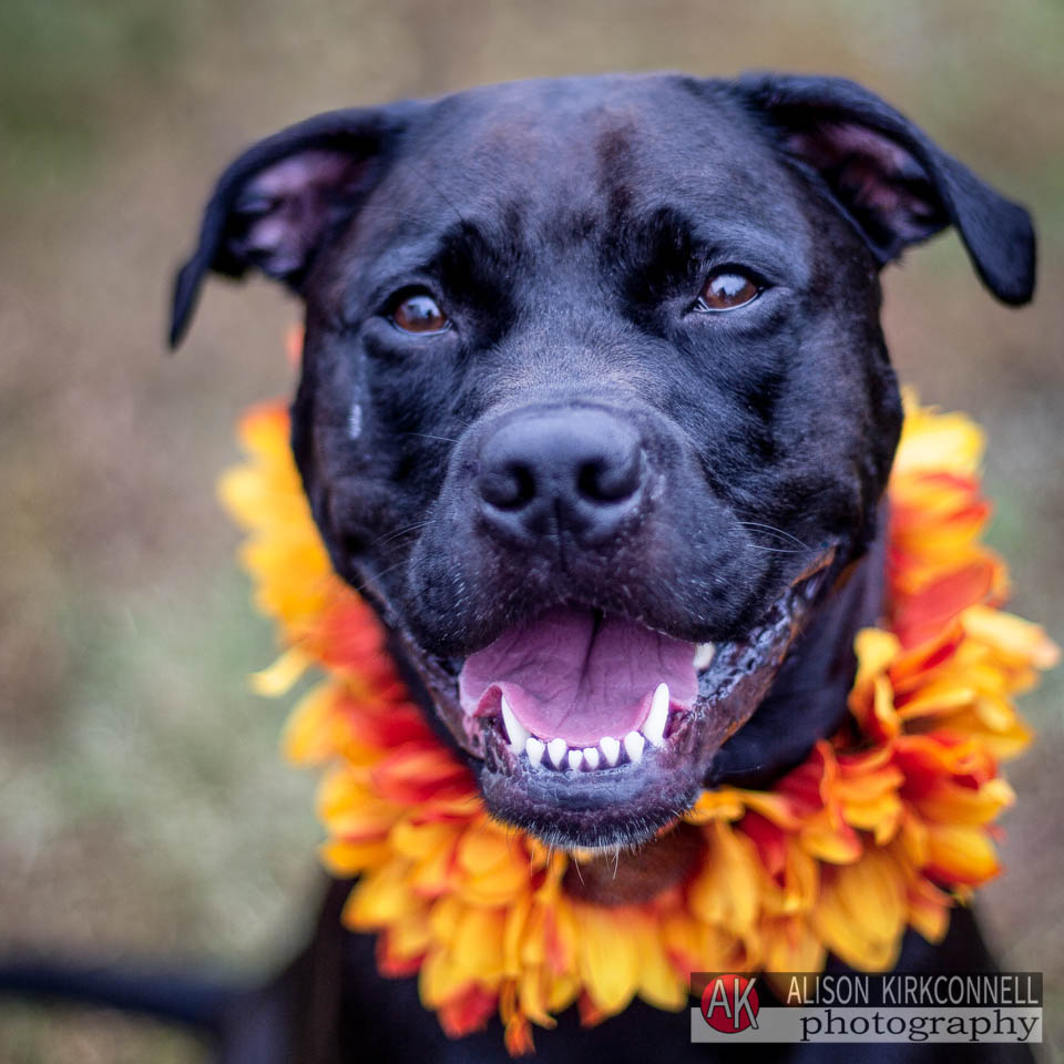 Animal Shelter Dog Portrait- Indian Land, South Carolina Photographer