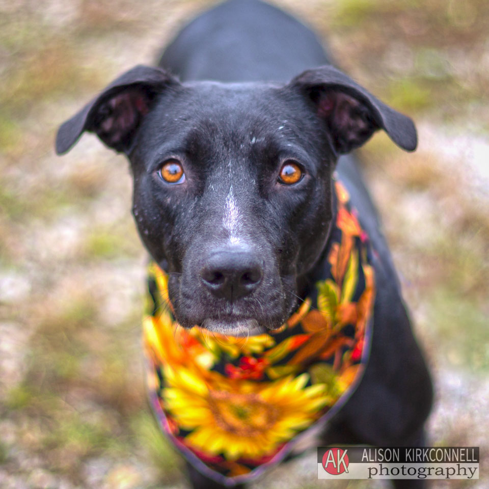 Animal Shelter Dog Portrait- Fort Mill, South Carolina Photographer