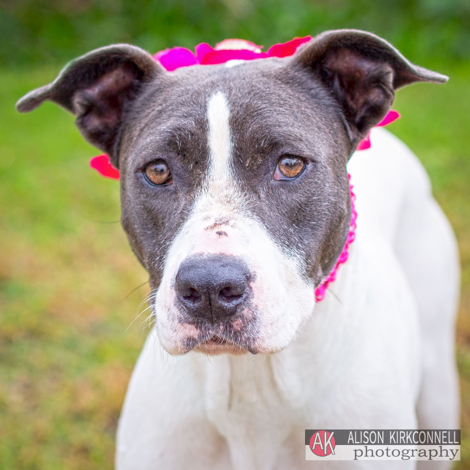 Animal Shelter Dog Portrait- Tega Cay, South Carolina Photographer