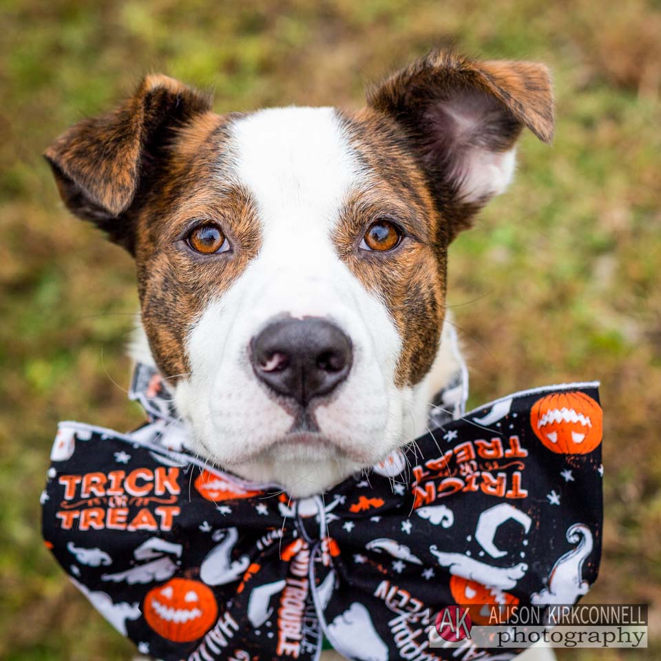 Animal Shelter Dog Portrait- Lake Wylie, South Carolina Photographer