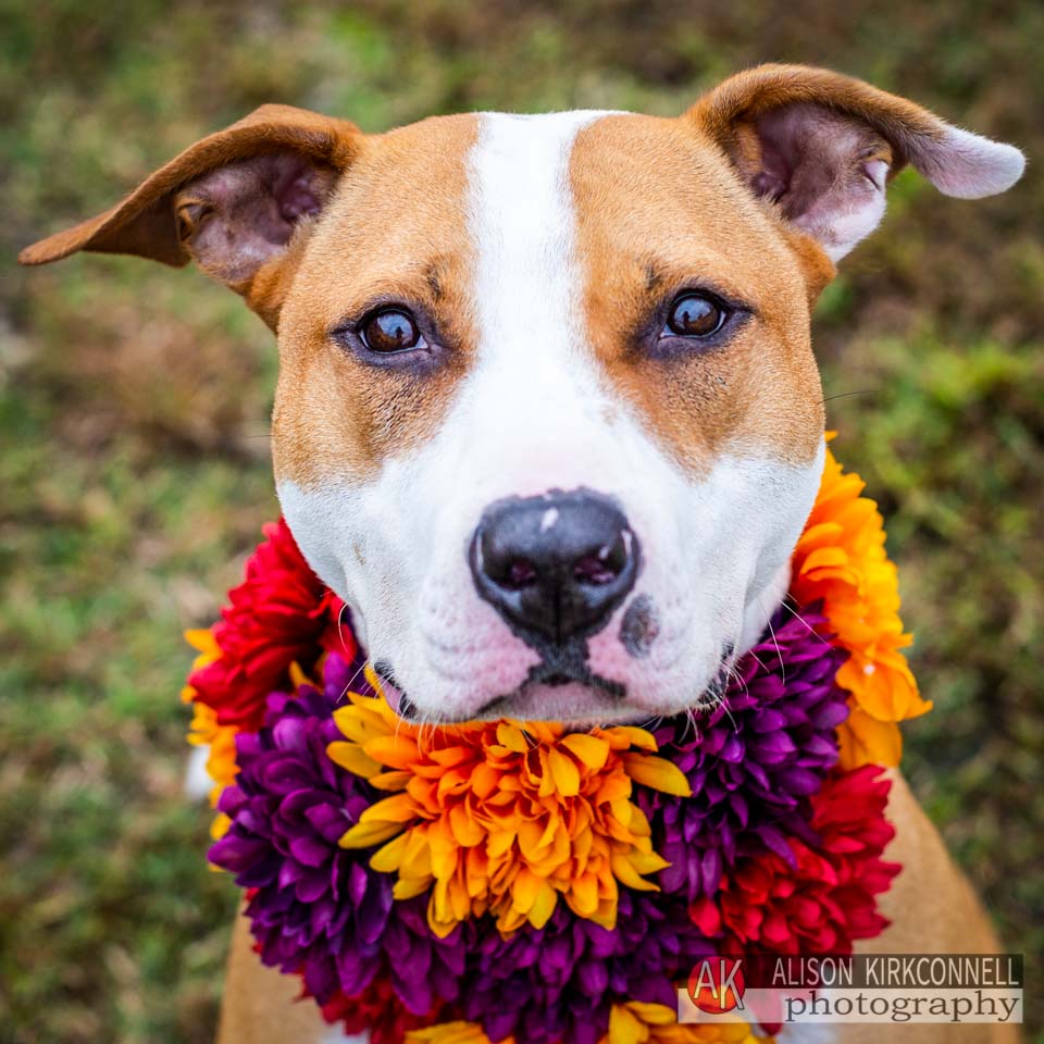 Animal Shelter Dog Portrait- Charlotte, South Carolina Photographer