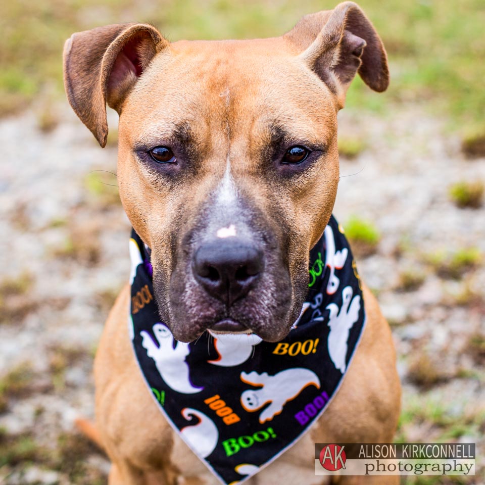 Animal Shelter Dog Portrait- Ballantyne Charlotte, South Carolina Photographer