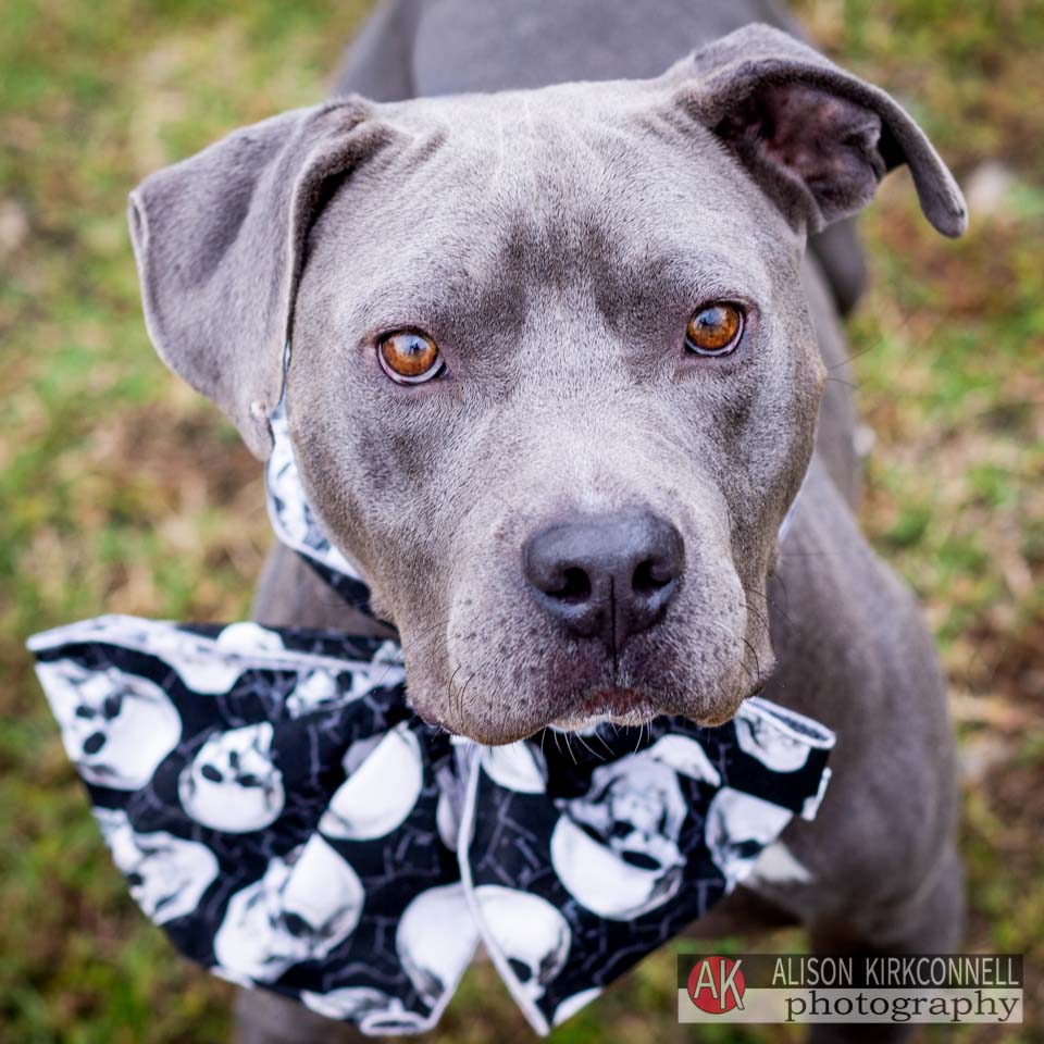 Animal Shelter Dog Portrait- Indian Land, South Carolina Photographer