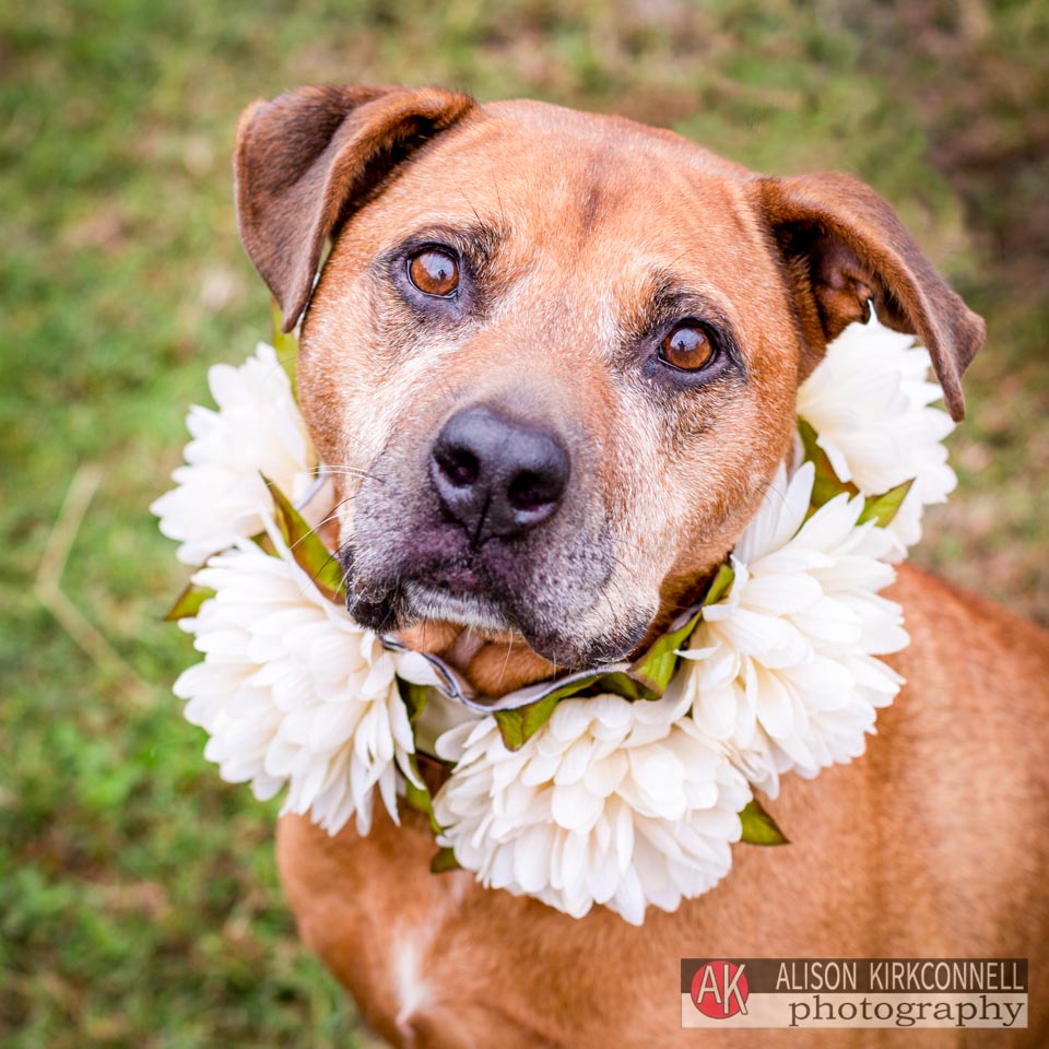 Animal Shelter Dog Portrait- Fort Mill, South Carolina Photographer