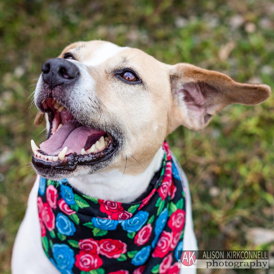 Animal Shelter Dog Portrait- Tega Cay, South Carolina Photographer