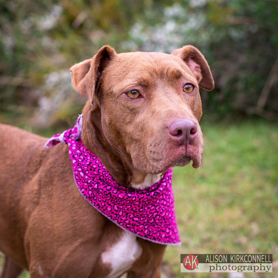 Animal Shelter Dog Portrait- Lake Wylie, South Carolina Photographer