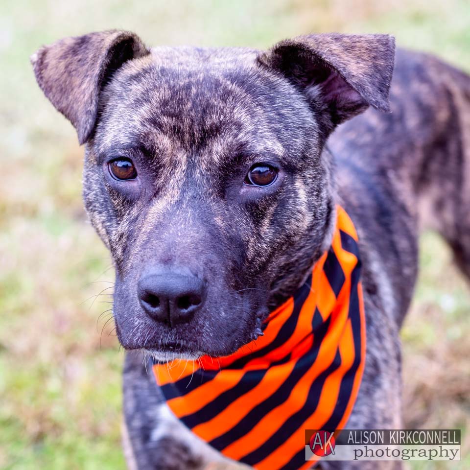 Animal Shelter Dog Portrait- Ballantyne Charlotte, North Carolina Photographer