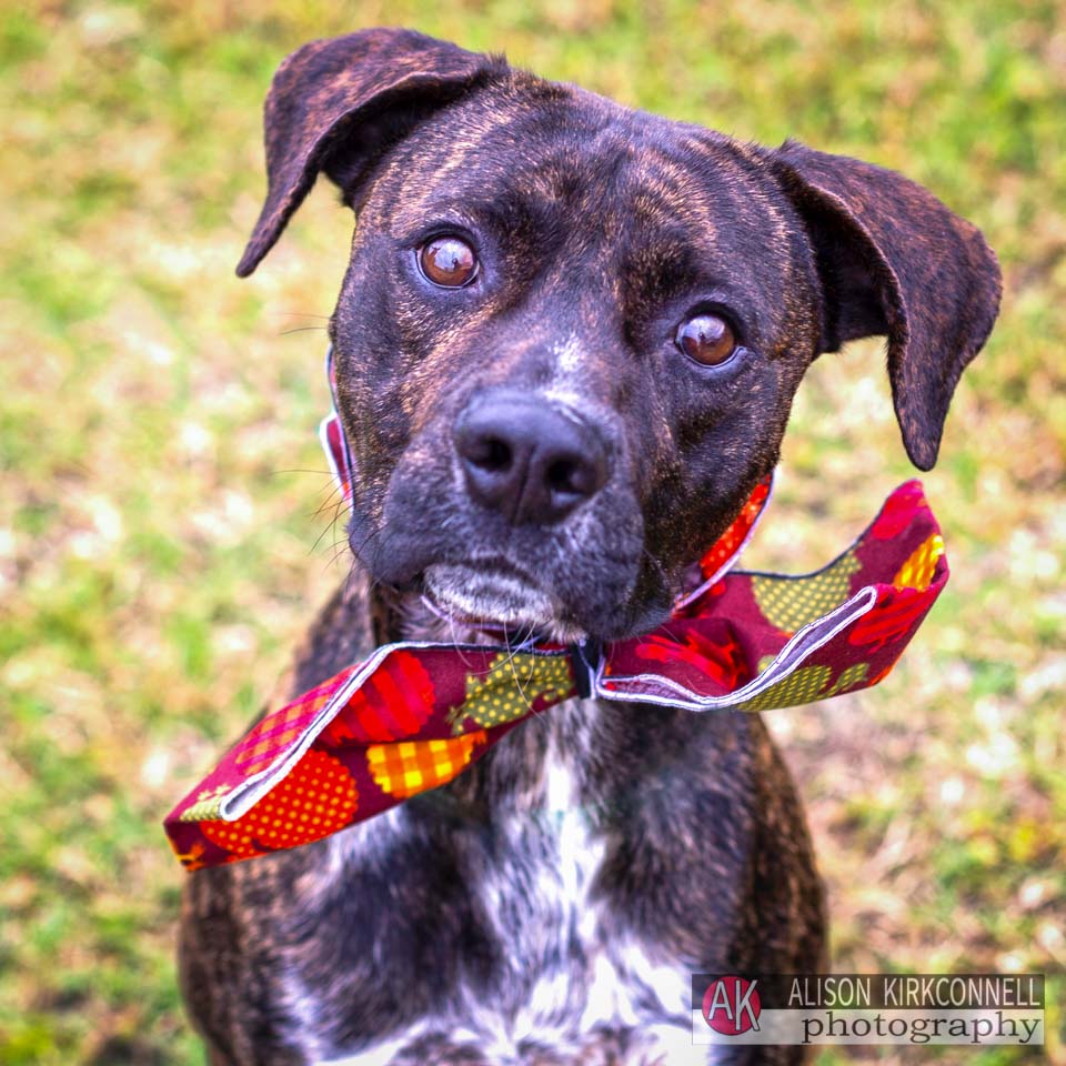 Animal Shelter Dog Portrait- Tega Cay, South Carolina Photographer