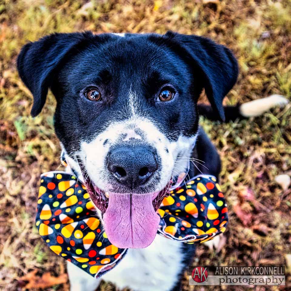 Animal Shelter Dog Portrait- Ballantyne Charlotte, North Carolina Photographer