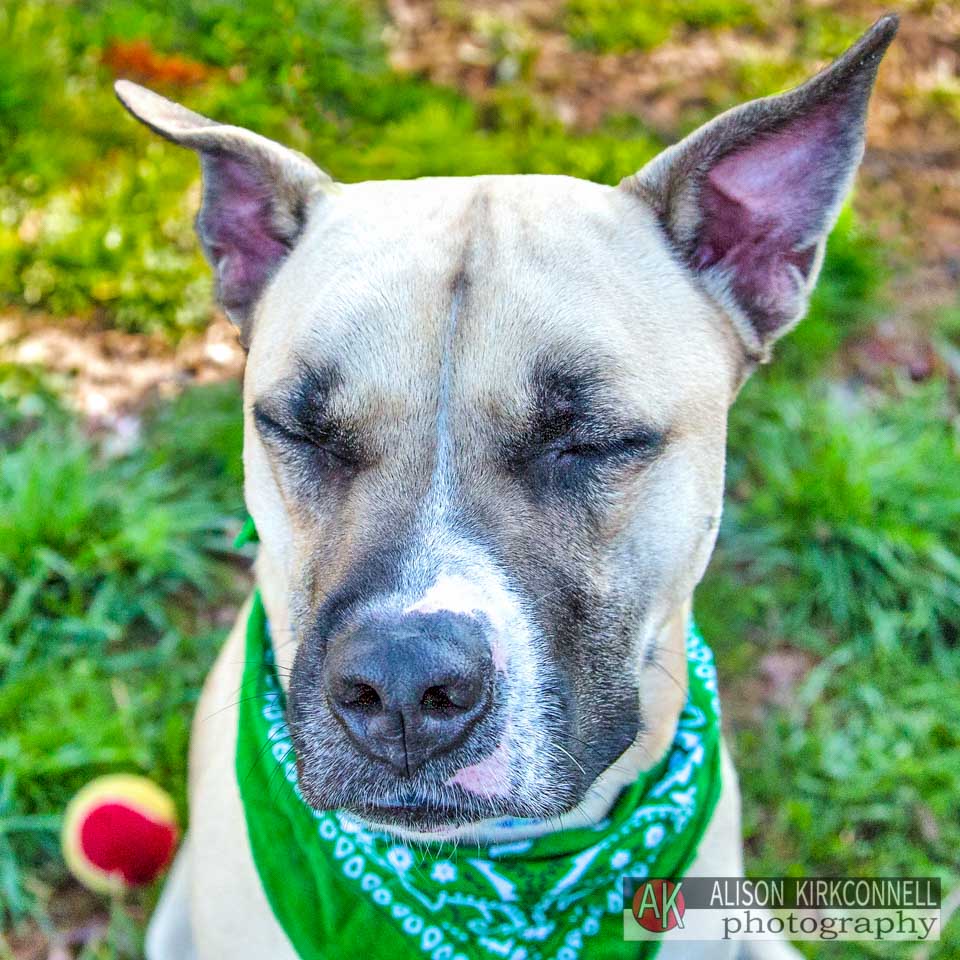 Animal Shelter Dog Portrait- Indian Land, South Carolina Photographer