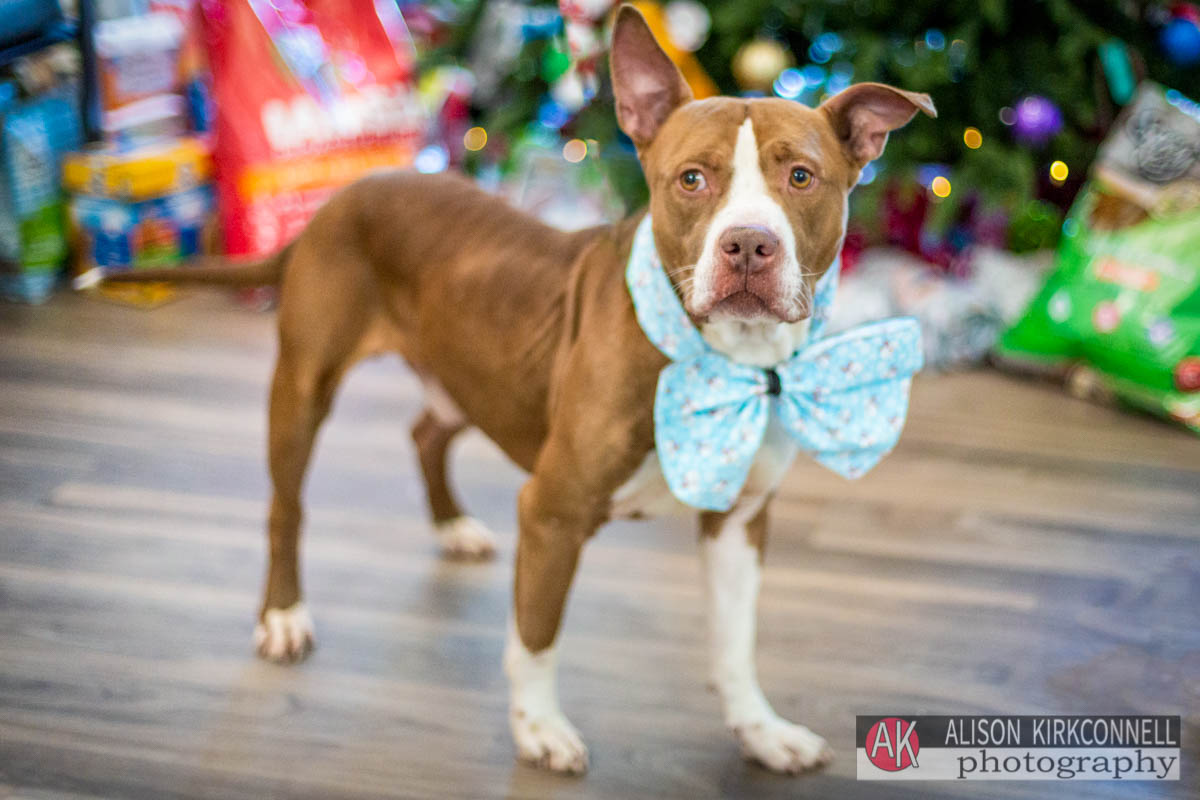 Animal Shelter Dog Portrait- Fort Mill, South Carolina Photographer