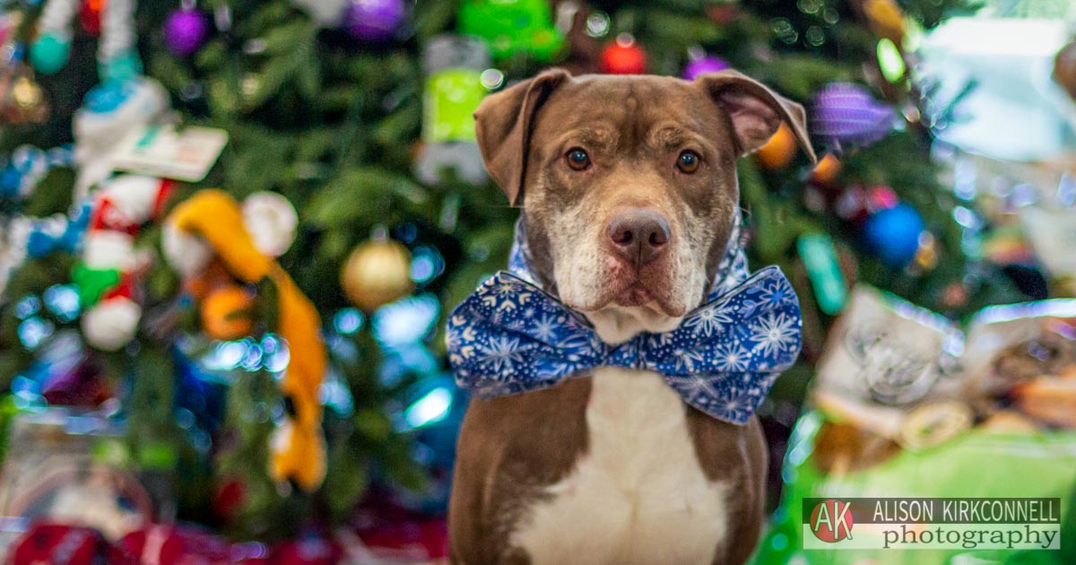 Animal Shelter Dog Portrait- Tega Cay, South Carolina Photographer