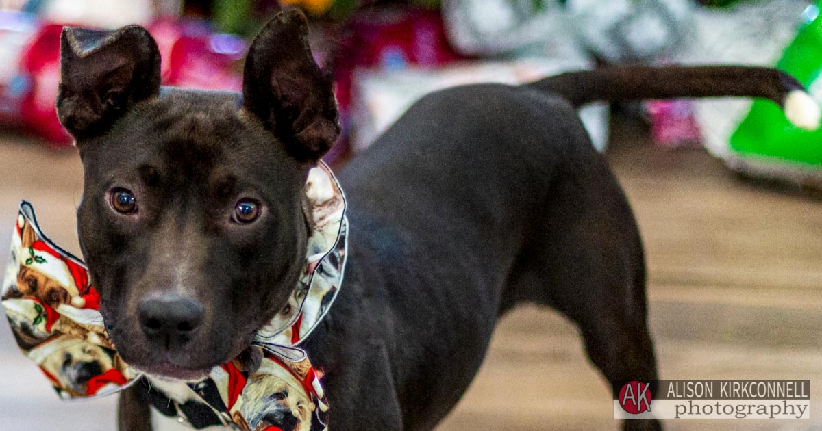 Animal Shelter Dog Portrait- Lake Wylie, South Carolina Photographer