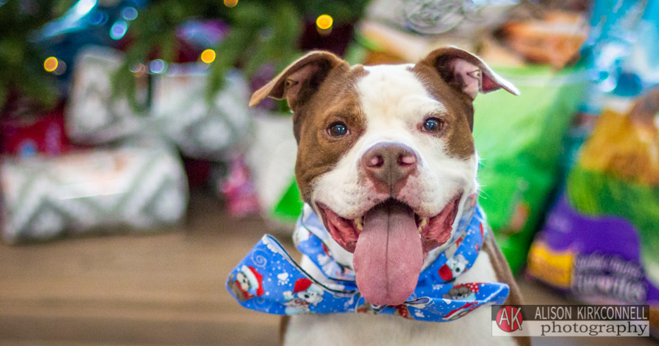 Animal Shelter Dog Portrait- Charlotte, North Carolina Pet Photographer