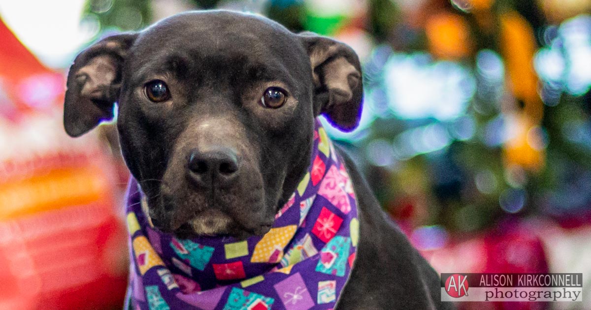 Animal Shelter Dog Portrait- Ballantyne Charlotte, North Carolina Pet Photographer