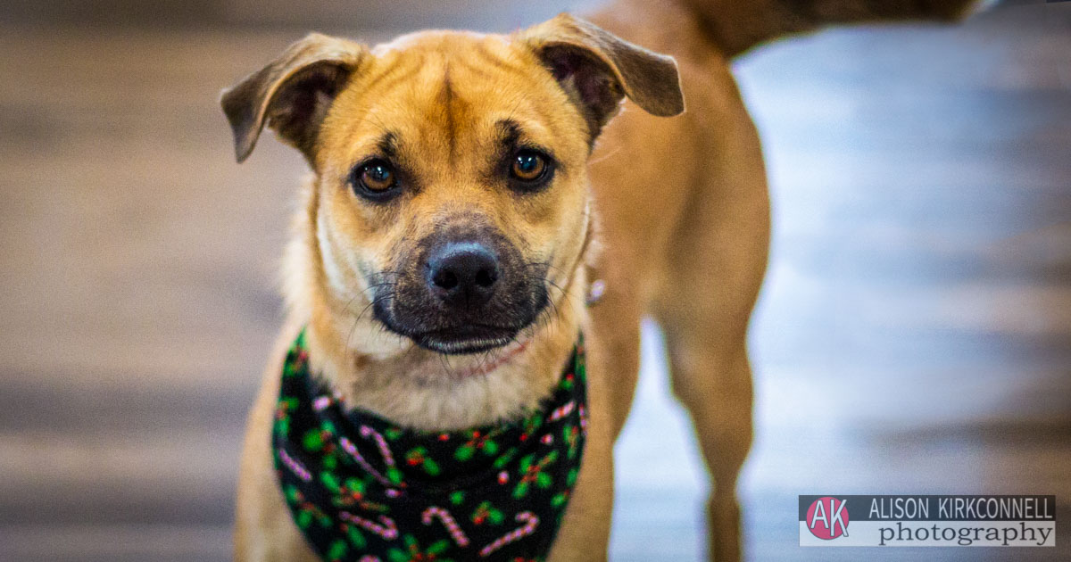 Animal Shelter Dog Portrait- Indian Land, South Carolina Pet Photographer