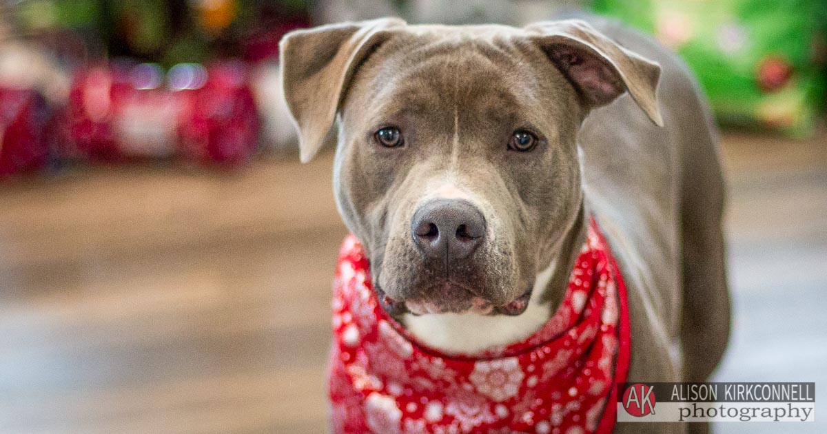 Animal Shelter Dog Portrait- Fort Mill, South Carolina Pet Photographer