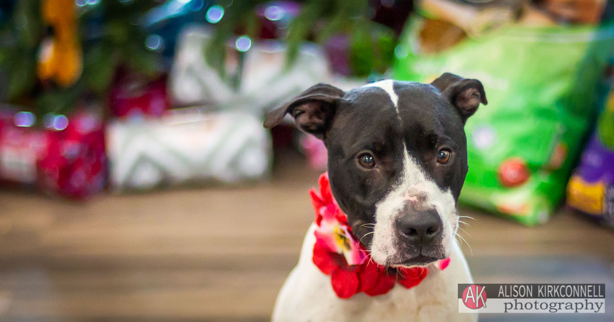 Animal Shelter Dog Portrait- Tega Cay, South Carolina Pet Photographer