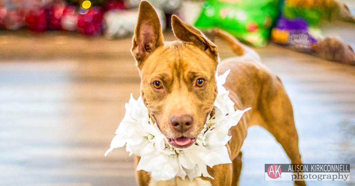 Animal Shelter Dog Portrait- Lake Wylie, South Carolina Pet Photographer