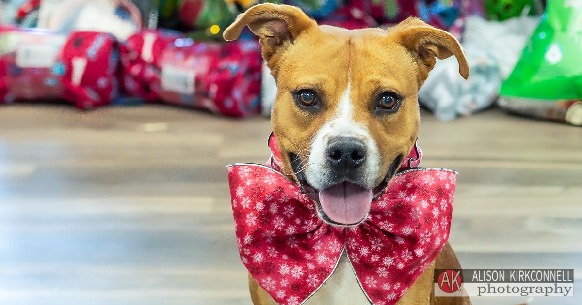 Animal Shelter Dog Portrait- Indian Land, South Carolina Photographer