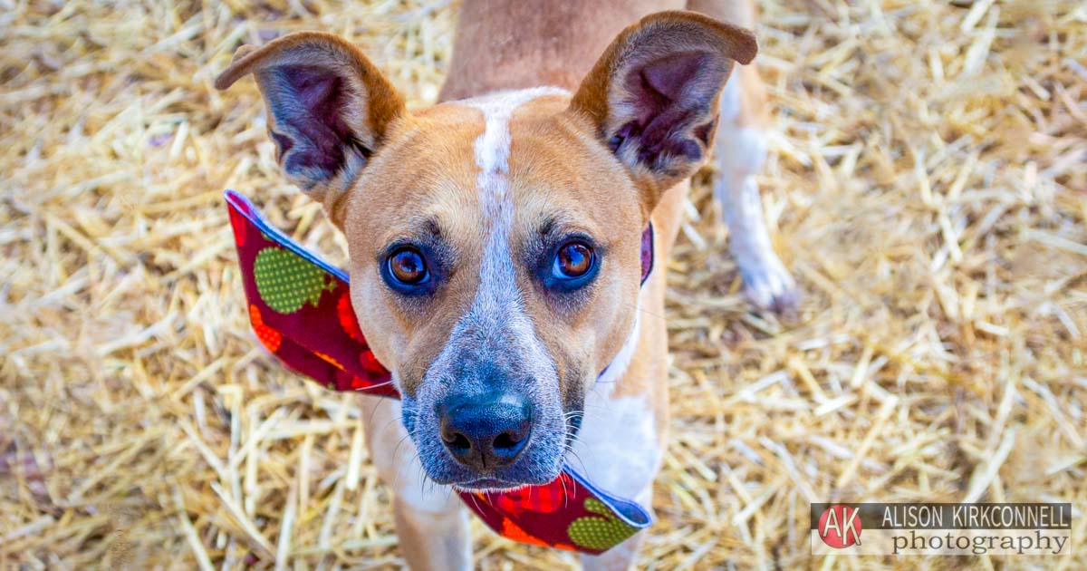 Animal Shelter Dog Portrait- Charlotte, North Carolina Pet Photographer