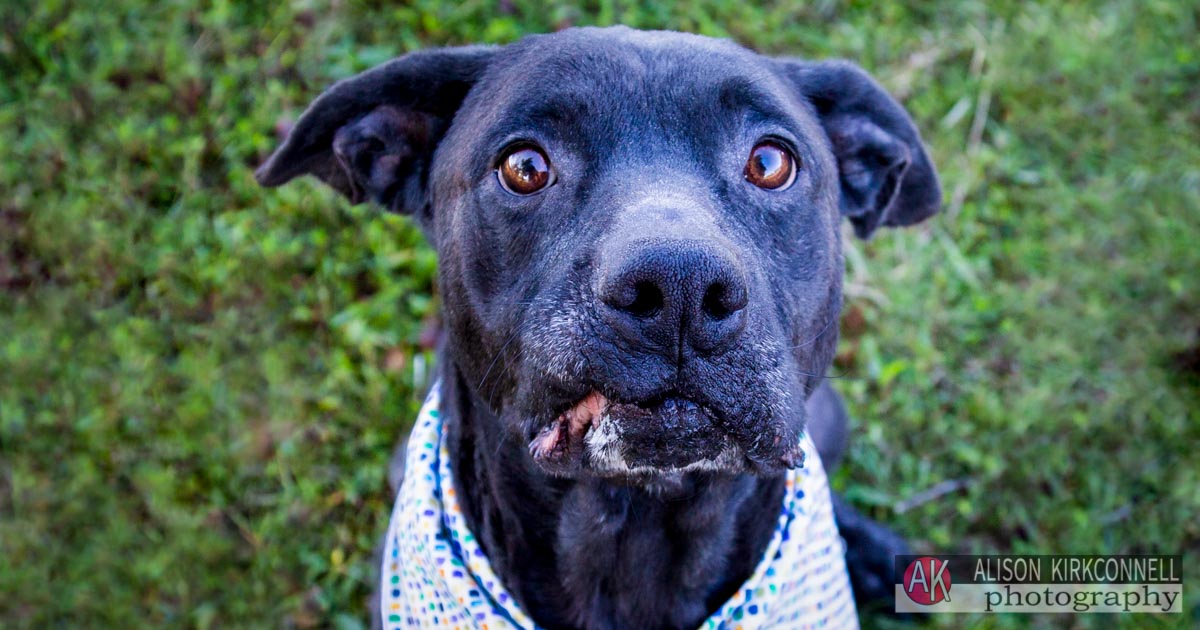 Animal Shelter Dog Portrait- Ballantyne Charlotte, North Carolina Pet Photographer