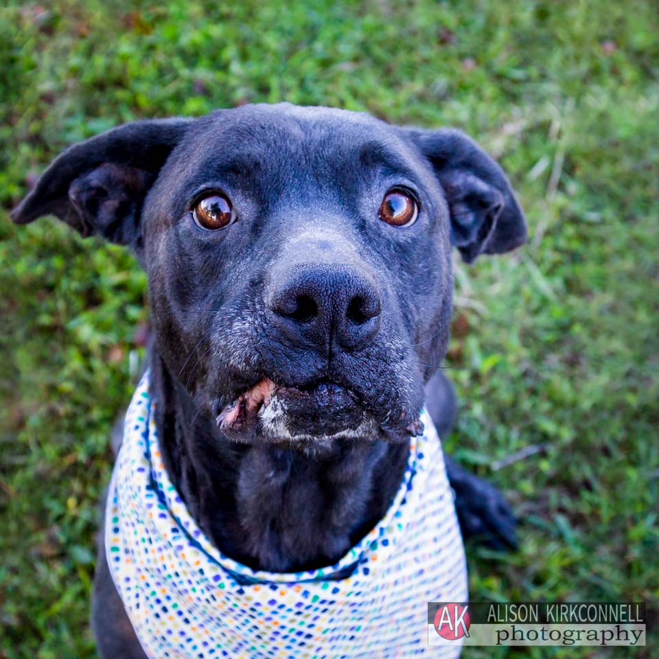 365 Shelter Dogs Day 356