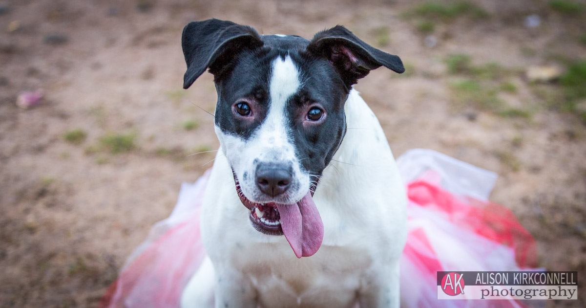 Animal Shelter Dog Portrait- Indian Land, South Carolina Animal Shelter Photographer