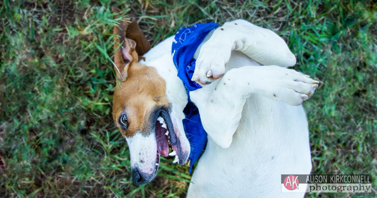 Animal Shelter Dog Portrait- Tega Cay, South Carolina Animal Shelter Photographer