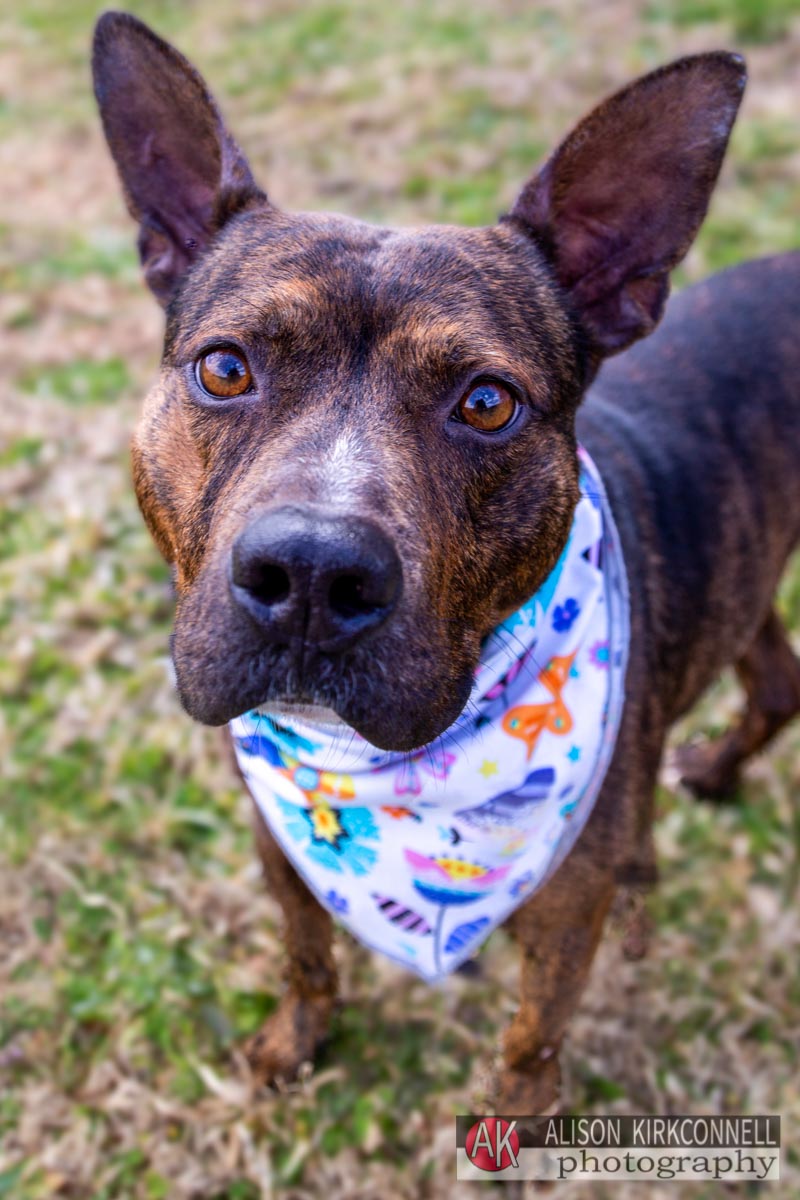 Male brindle pit bull mix at the Lancaster County Animal Shelter in SC