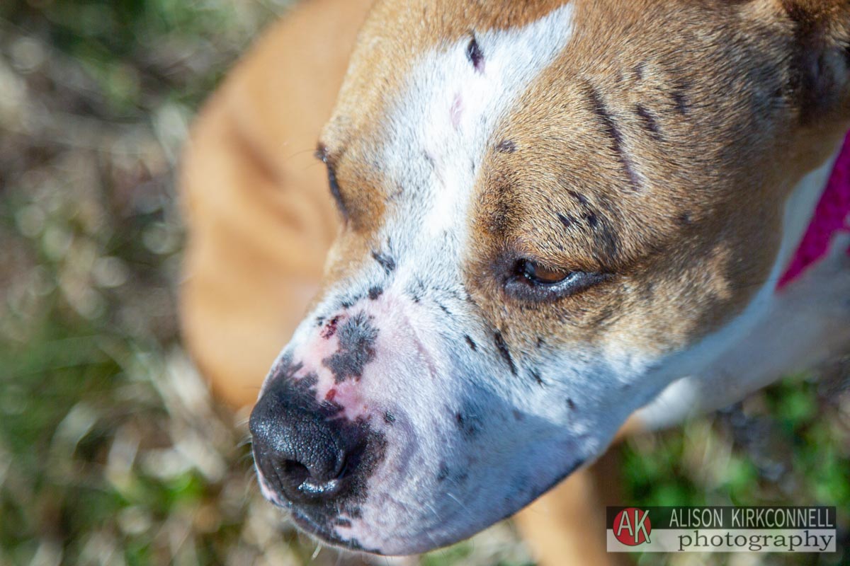 Detail photo of female pit bull's injuries
