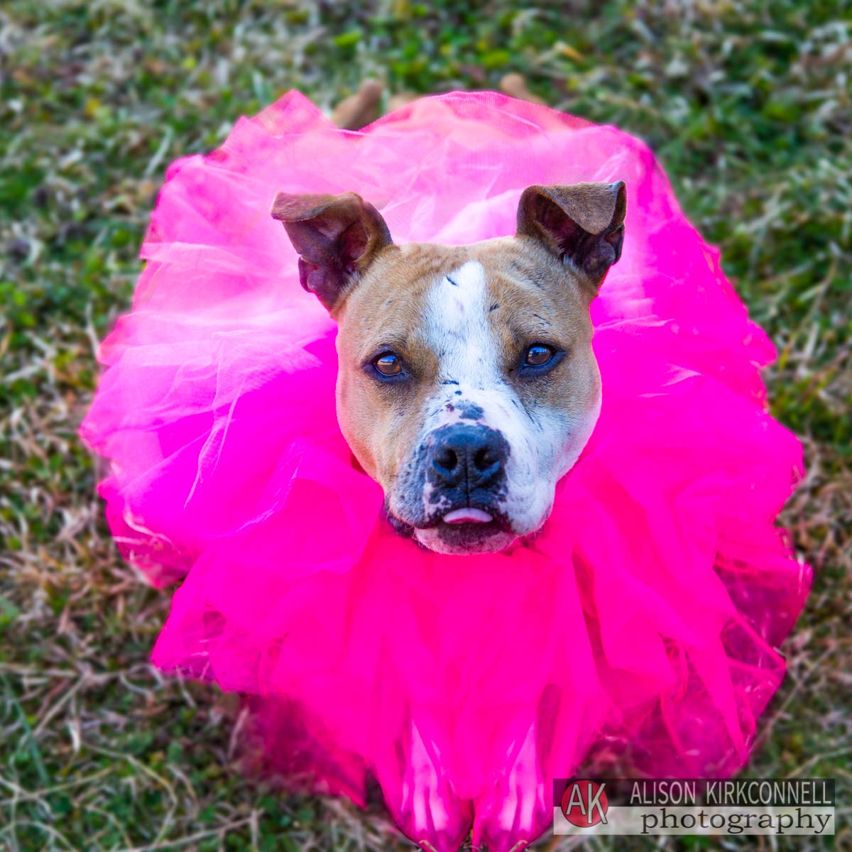 Injured female pit bull needs rescue from Lancaster, SC animal shelter