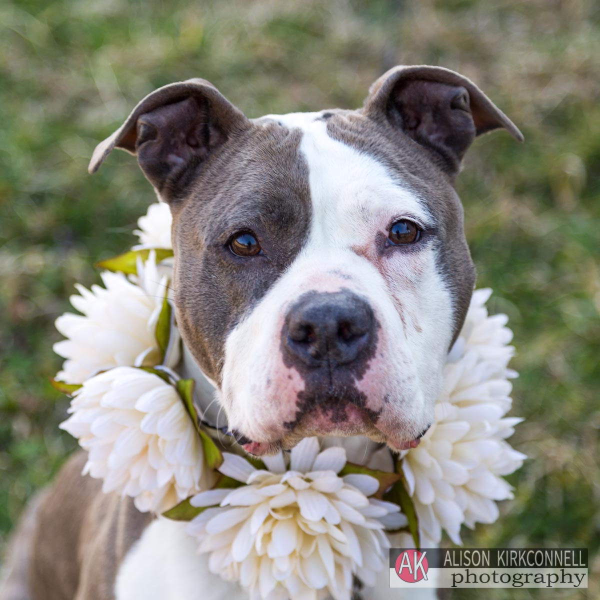 Female blue nose pit bull mix at the Lancaster County Animal Shelter in SC