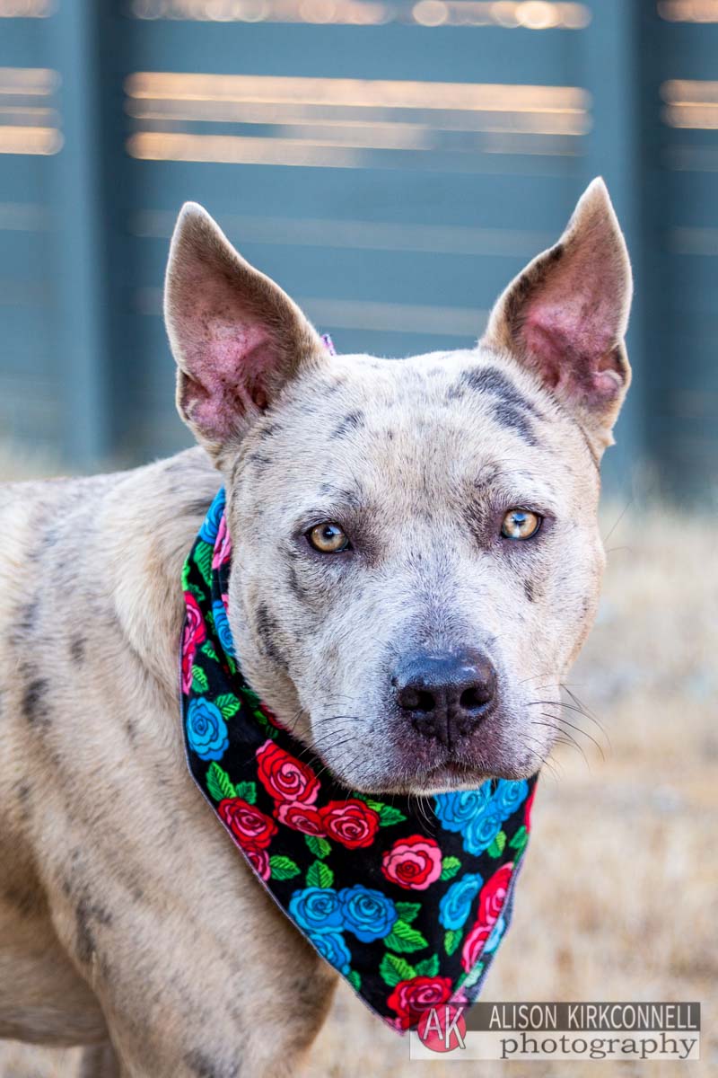 Terrified catahoula mix dog needs out of the shelter