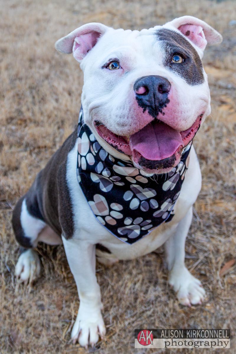 Joyful pit bull mix looking for forever home