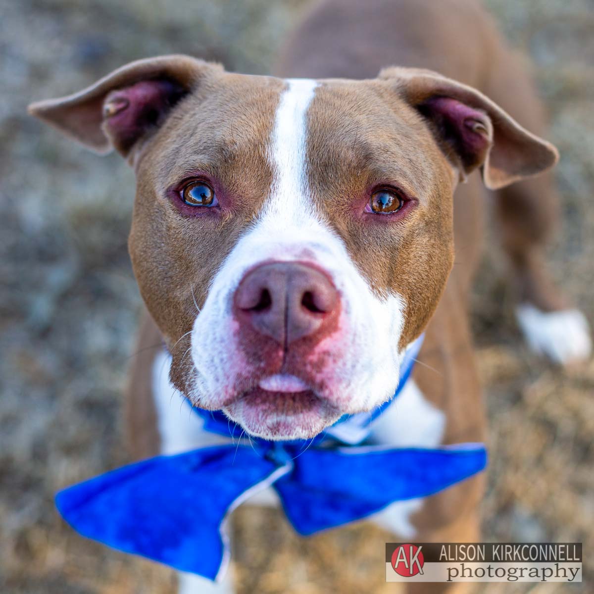Male red nose pit bull