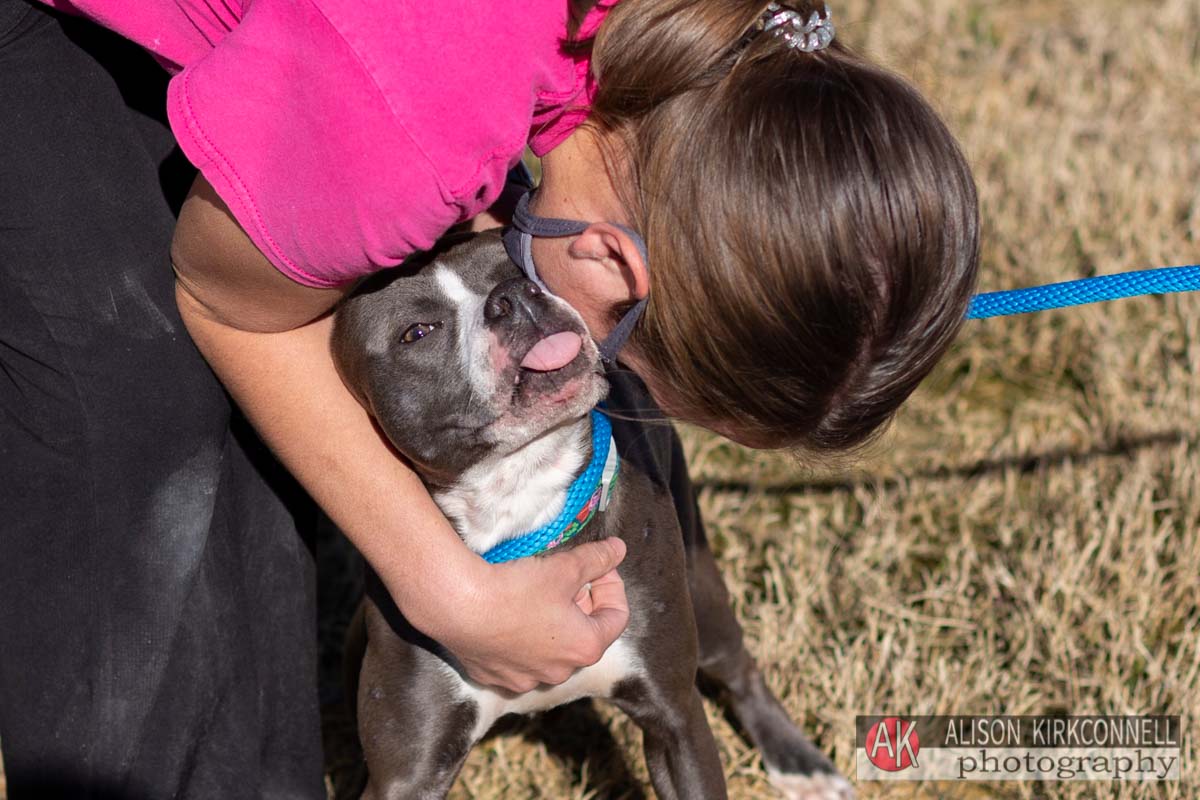 Small pit bull dog kissing a volunteer
